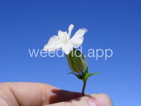 campion, white